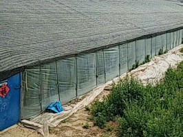 大棚专用麻豆网站视频国产在线观看